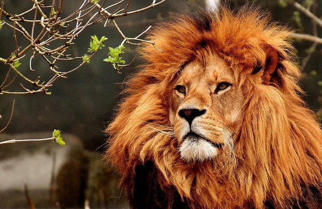 lion-3372720_640