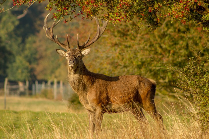 stag-1764611_1280