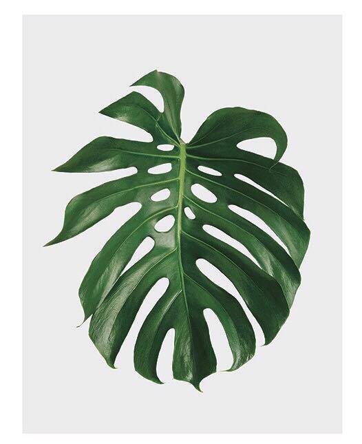 blad